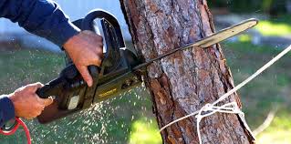 Reliable Woodsfield, OH Tree Care Solutions