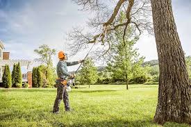 Best Fruit Tree Pruning  in Woodsfield, OH