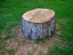 Best Storm Damage Tree Cleanup  in Woodsfield, OH