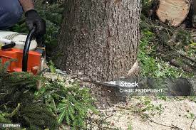 Best Hedge Trimming  in Woodsfield, OH
