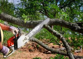 Best Tree Health Inspection  in Woodsfield, OH