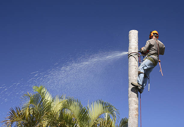 How Our Tree Care Process Works  in  Woodsfield, OH