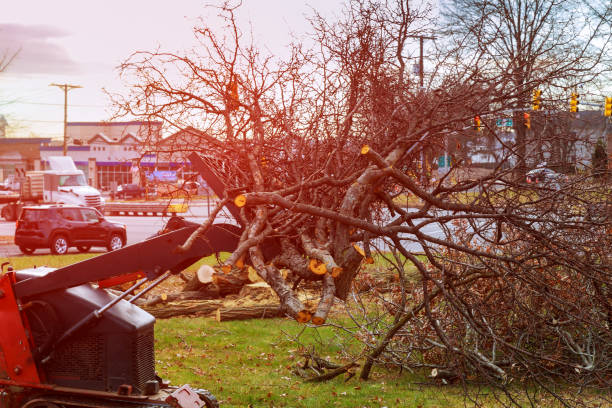 Best Tree Risk Assessment  in Woodsfield, OH