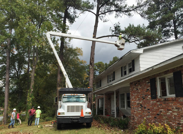 Best Tree and Shrub Care  in Woodsfield, OH