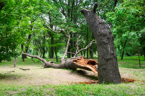 Best Tree Cabling and Bracing  in Woodsfield, OH