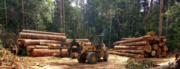 Best Root Management and Removal  in Woodsfield, OH