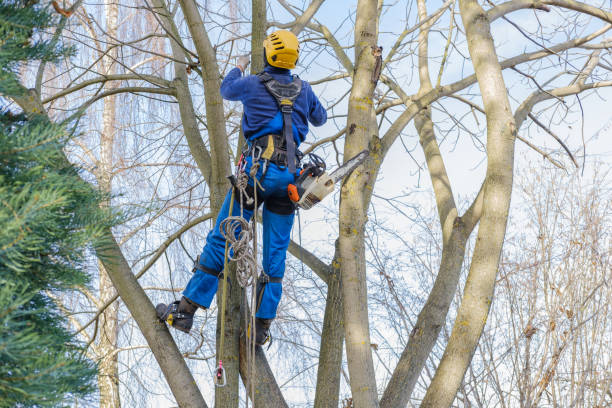 Best Commercial Tree Services  in Woodsfield, OH