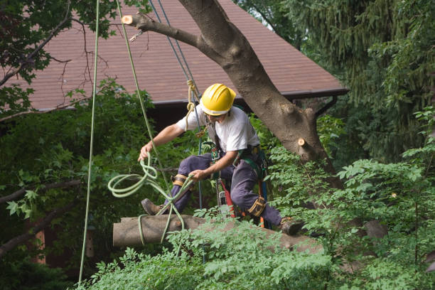 Best Arborist Consultation Services  in Woodsfield, OH