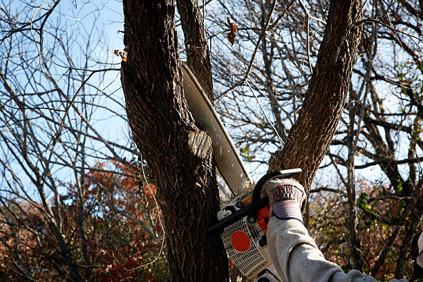 Best Lawn Dethatching  in Woodsfield, OH