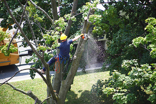 Best Lawn Watering Services  in Woodsfield, OH