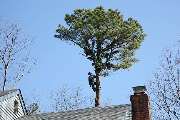Best Hazardous Tree Removal  in Woodsfield, OH