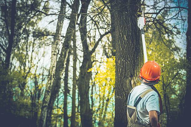 Best Tree Disease Treatment  in Woodsfield, OH