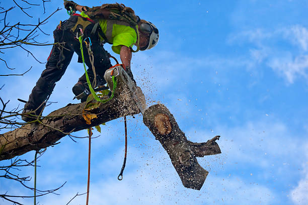 Best Firewood Processing and Delivery  in Woodsfield, OH