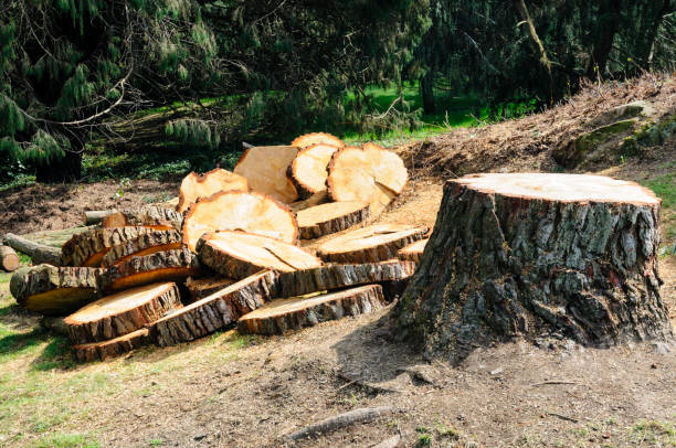 Best Root Management and Removal  in Woodsfield, OH
